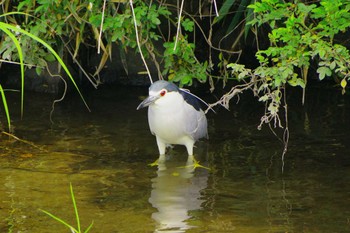 Black-crowned Night Heron 玉川(厚木市) Mon, 4/29/2024