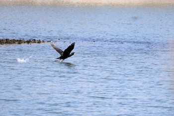 Great Cormorant 行徳鳥獣保護区 Sun, 4/28/2024