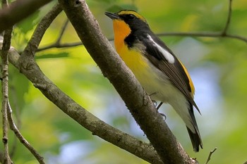 Narcissus Flycatcher 箱根湿性花園 Sun, 4/28/2024