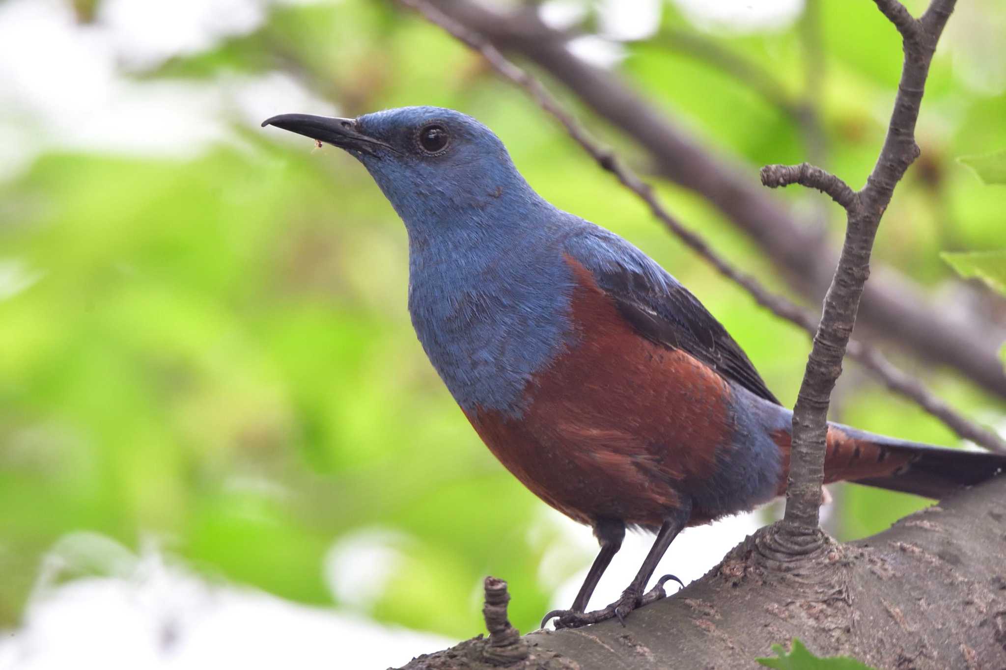 Blue Rock Thrush