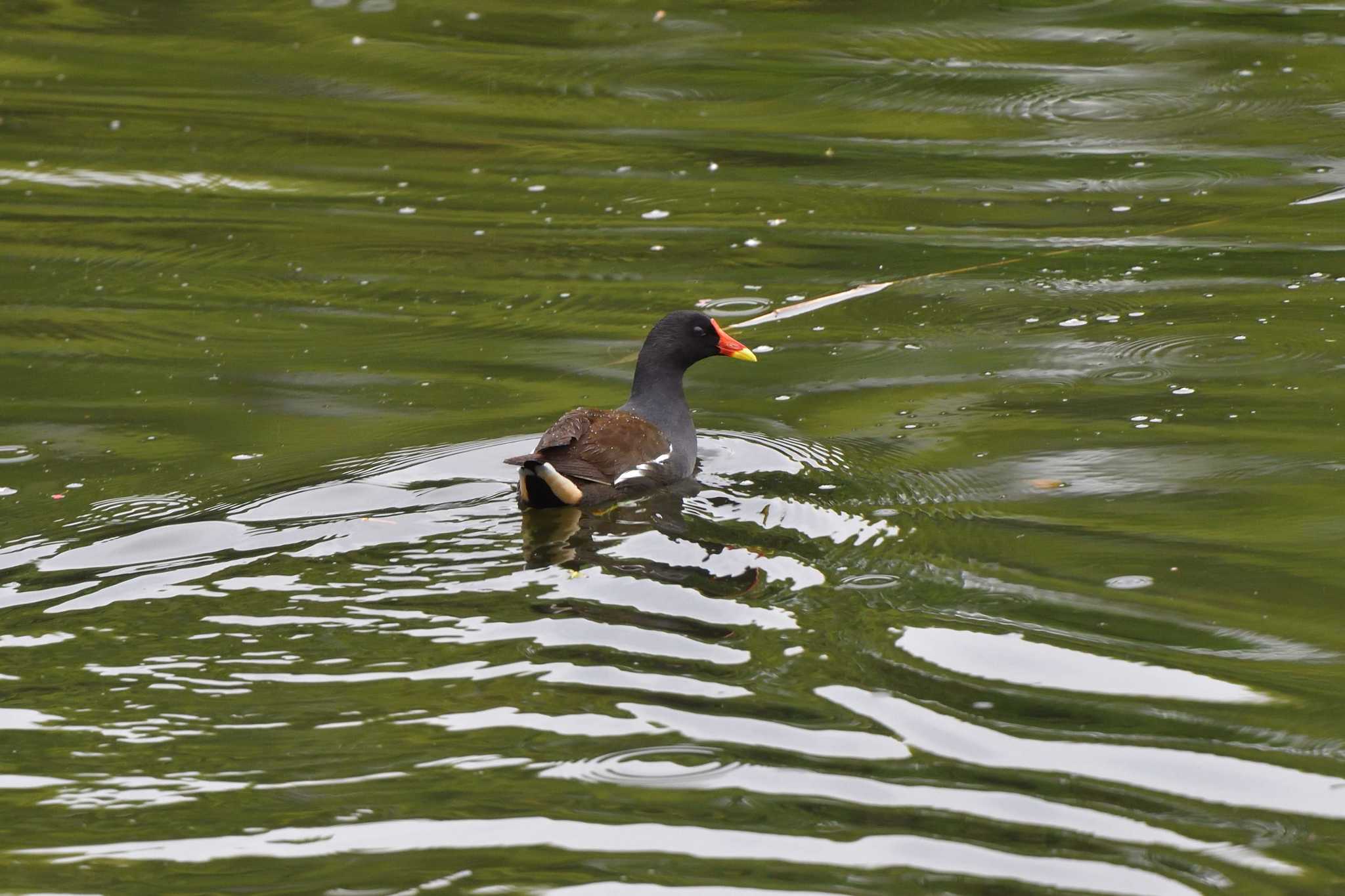 Photo of Common Moorhen at Nagahama Park by やなさん