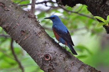 Blue Rock Thrush Nagahama Park Sat, 4/27/2024