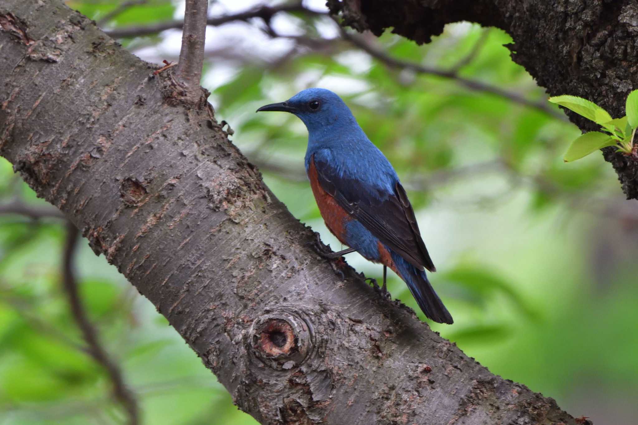 Blue Rock Thrush