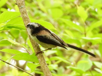 Long-tailed Tit Unknown Spots Mon, 4/29/2024