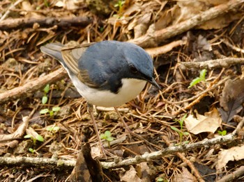 コルリ 軽井沢野鳥の森 2024年4月28日(日)