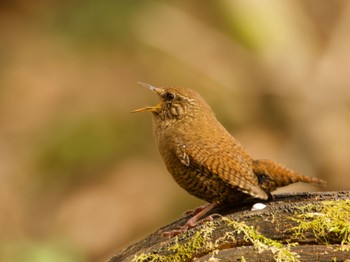 2024年4月28日(日) 軽井沢野鳥の森の野鳥観察記録