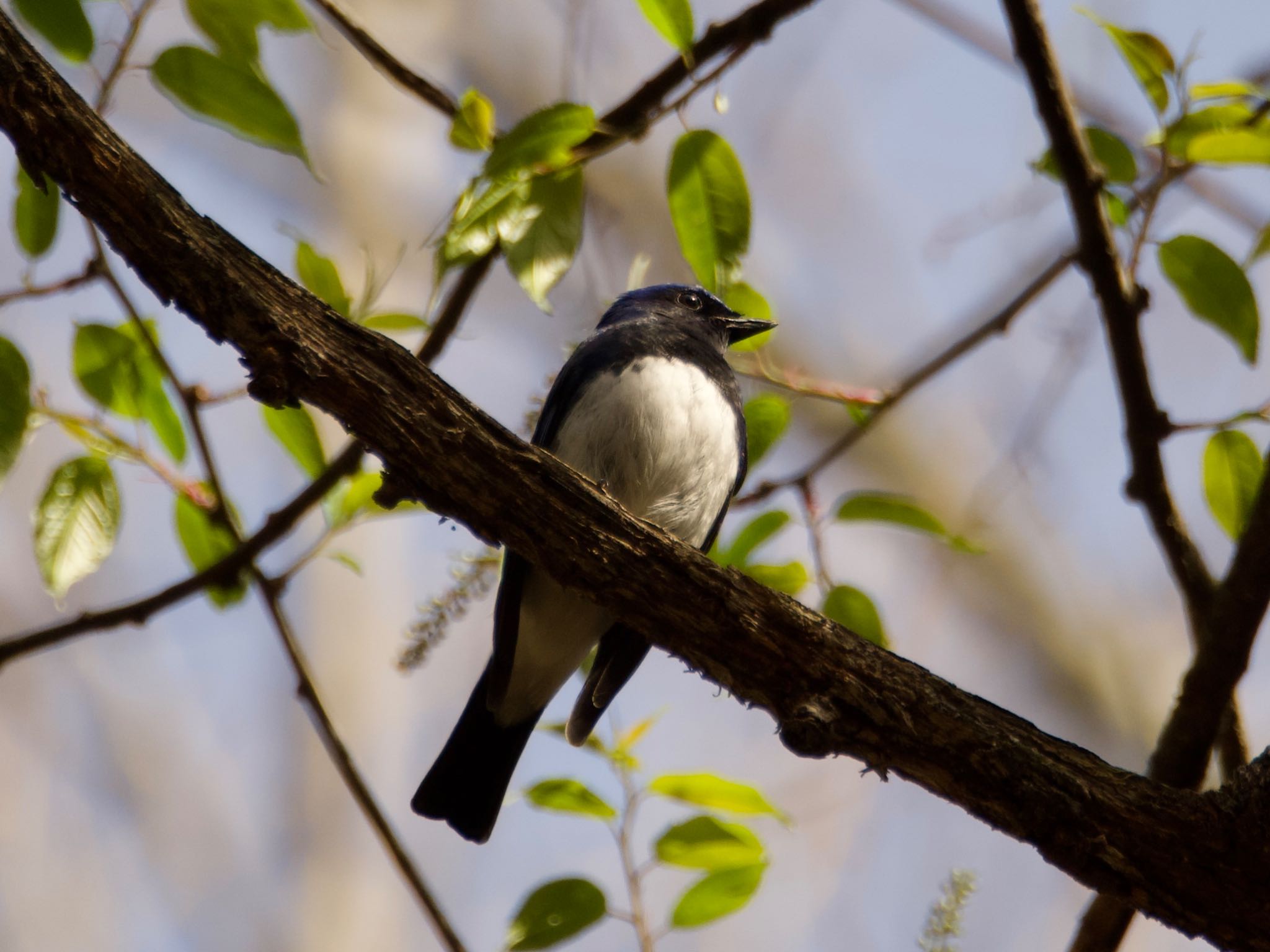 Blue-and-white Flycatcher