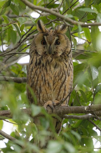 Long-eared Owl Watarase Yusuichi (Wetland) Fri, 4/26/2024