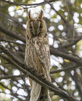 Long-eared Owl Watarase Yusuichi (Wetland) Fri, 4/26/2024