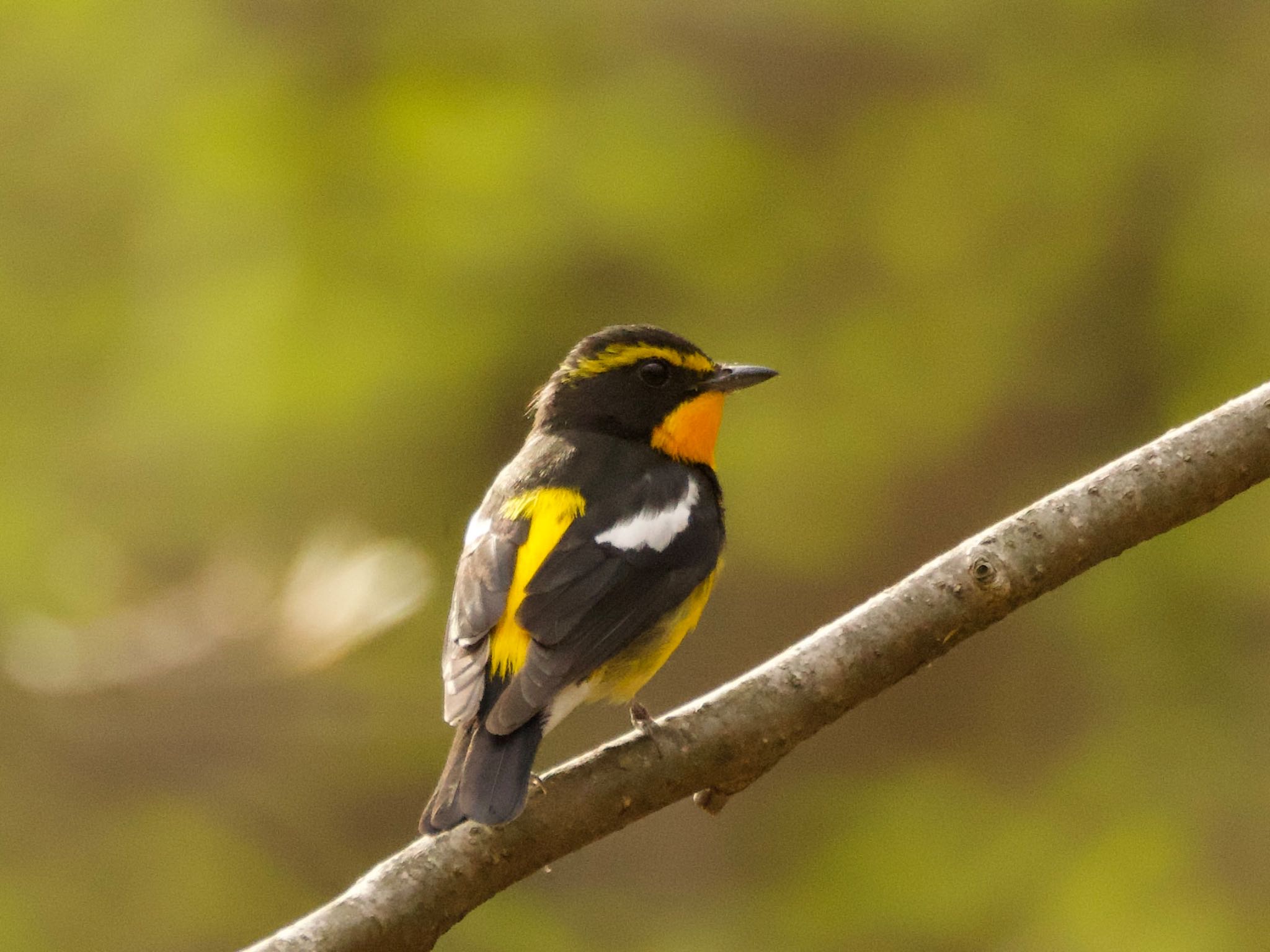 Narcissus Flycatcher