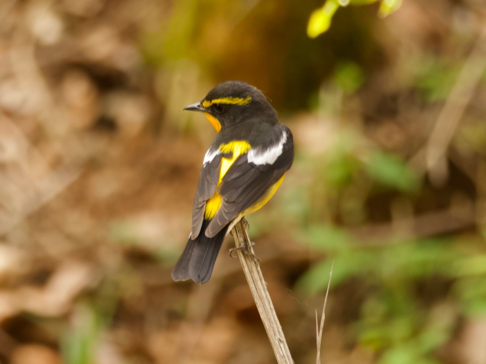 Narcissus Flycatcher