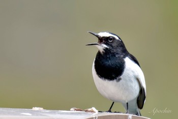 Japanese Wagtail 北杜市 Mon, 4/29/2024