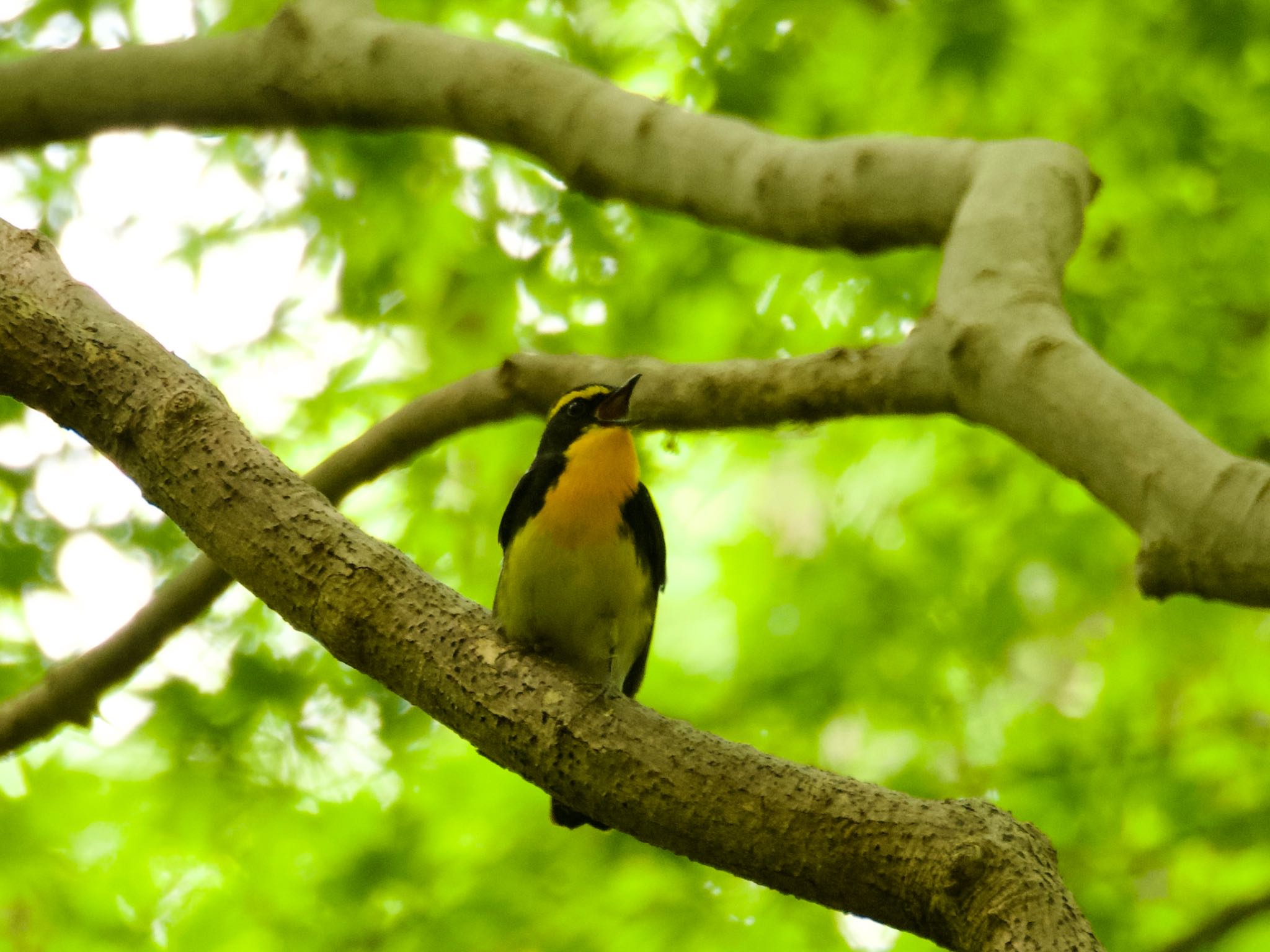 Photo of Narcissus Flycatcher at 公園通り by スキーヤー