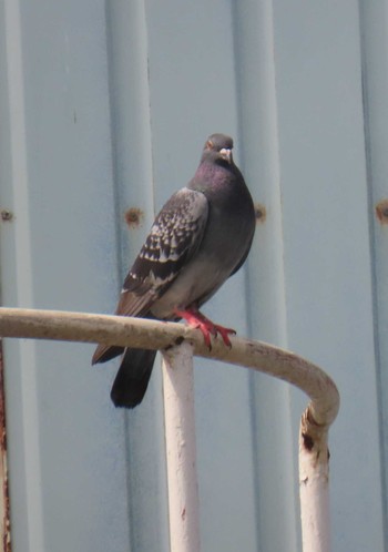 Rock Dove Kasai Rinkai Park Mon, 4/29/2024