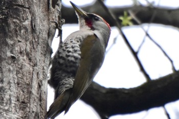 Japanese Green Woodpecker 練馬区 Tue, 4/30/2024