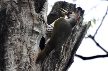 Japanese Green Woodpecker 練馬区 Tue, 4/30/2024