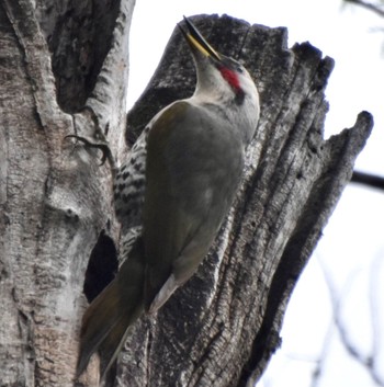 Japanese Green Woodpecker 練馬区 Tue, 4/30/2024