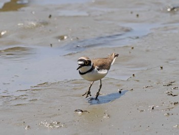 Little Ringed Plover Kasai Rinkai Park Sun, 4/28/2024