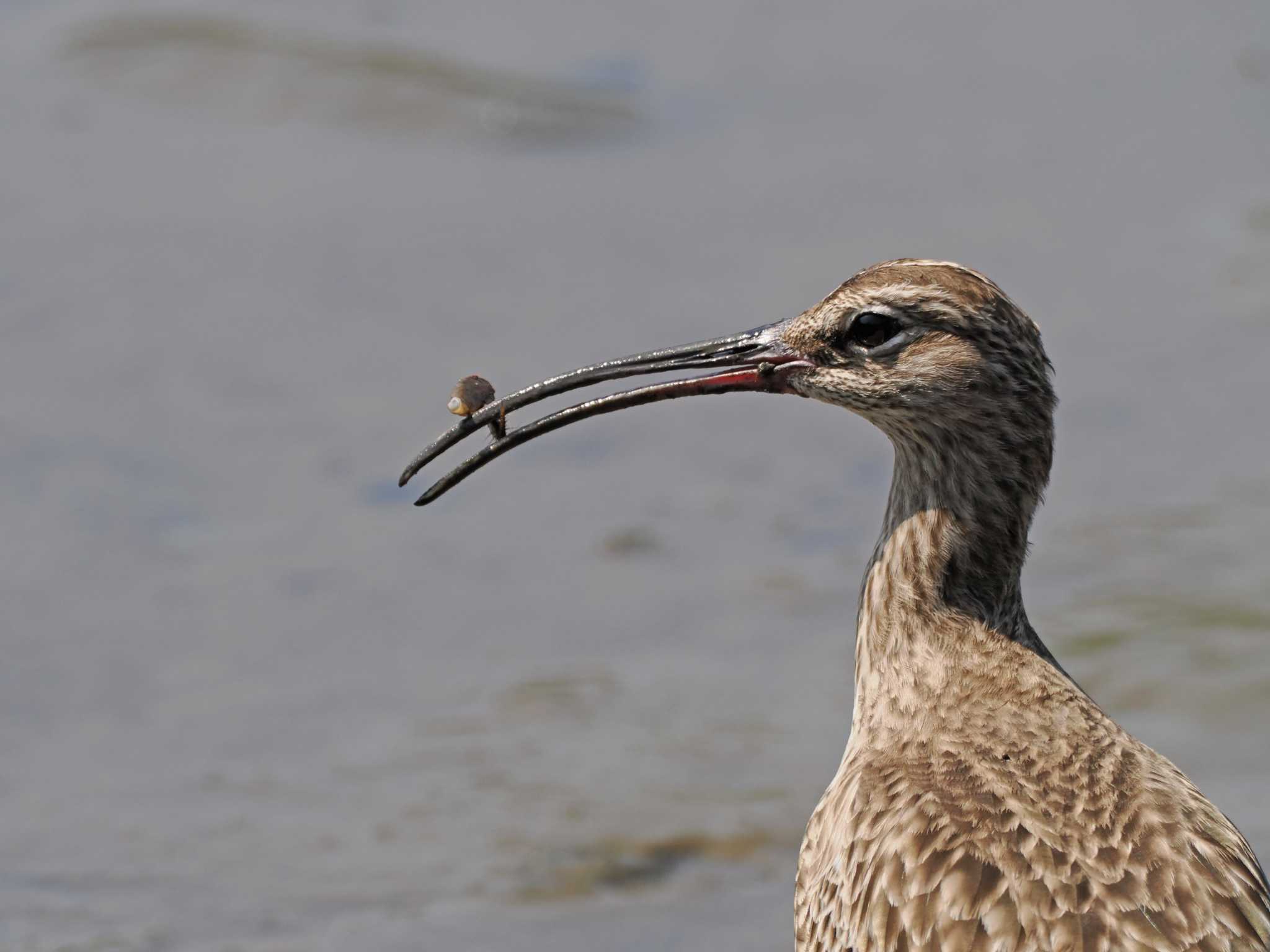 Eurasian Whimbrel