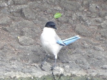 Azure-winged Magpie Ukima Park Mon, 4/29/2024