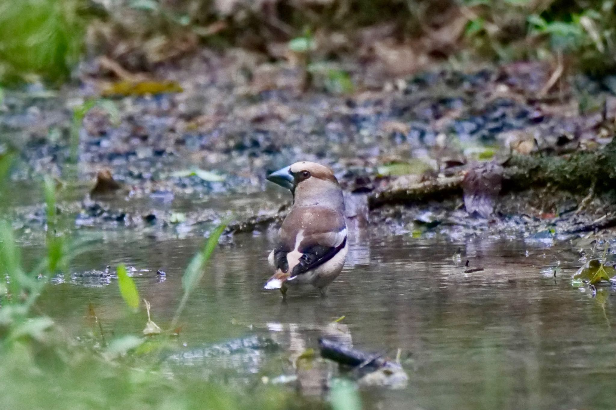 Photo of Hawfinch at 名古屋平和公園 by sana