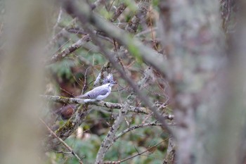 Crested Kingfisher Unknown Spots Tue, 4/30/2024