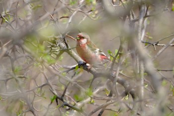 Siberian Long-tailed Rosefinch Lake Utonai Sun, 4/28/2024