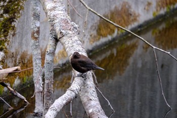 Brown Dipper 清里町 Mon, 4/29/2024