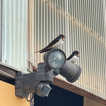 Barn Swallow 自宅敷地内 Tue, 4/30/2024