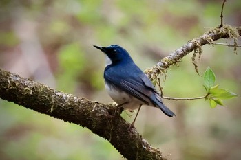 コルリ 軽井沢野鳥の森 2024年4月27日(土)