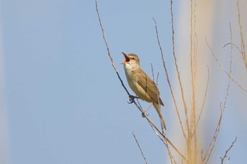 Oriental Reed Warbler 大阪 淀川河川公園 Sun, 4/28/2024