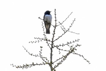 Blue-and-white Flycatcher 焼山沢真木林道 Mon, 4/29/2024