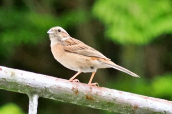 Meadow Bunting 愛媛県 Mon, 4/29/2024