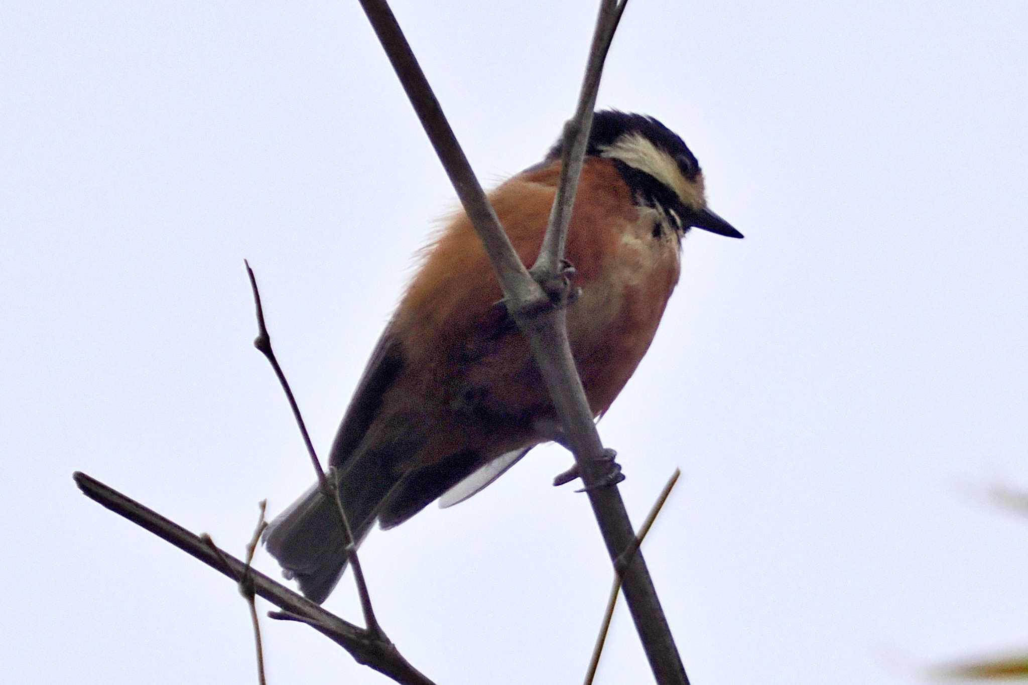 Photo of Varied Tit at 愛媛県 by 藤原奏冥