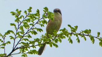 Bull-headed Shrike 平城宮跡 Mon, 4/29/2024