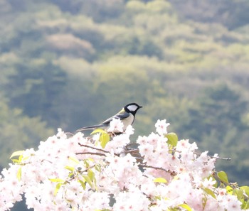 Japanese Tit 西湖野鳥の森公園 Sun, 4/28/2024