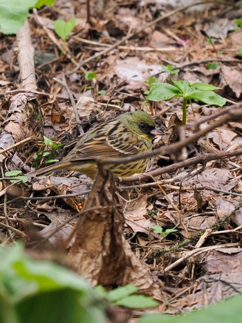 Masked Bunting 緑ヶ丘森林公園 Tue, 4/30/2024