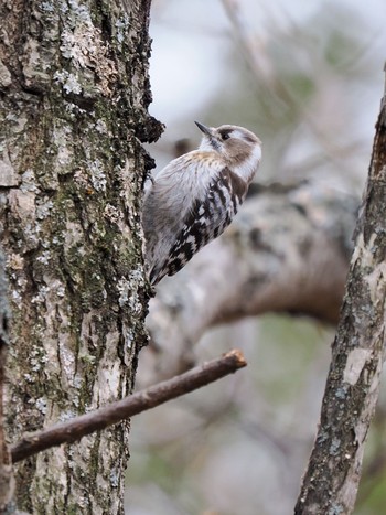 Japanese Pygmy Woodpecker(seebohmi) 緑ヶ丘森林公園 Tue, 4/30/2024