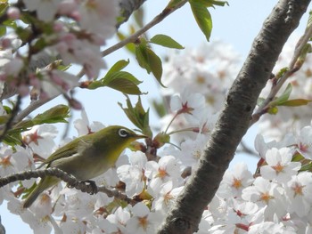 Warbling White-eye 札幌モエレ沼公園 Tue, 4/30/2024