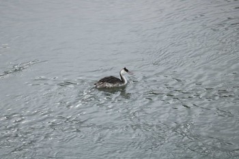 2019年1月1日(火) 曽根干潟(曾根干潟)の野鳥観察記録