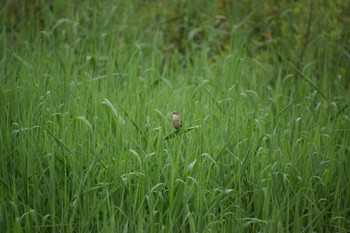 Oriental Reed Warbler 勅使池(豊明市) Tue, 4/30/2024