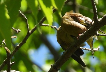 Grey-capped Greenfinch 小幡緑地 Thu, 4/25/2024