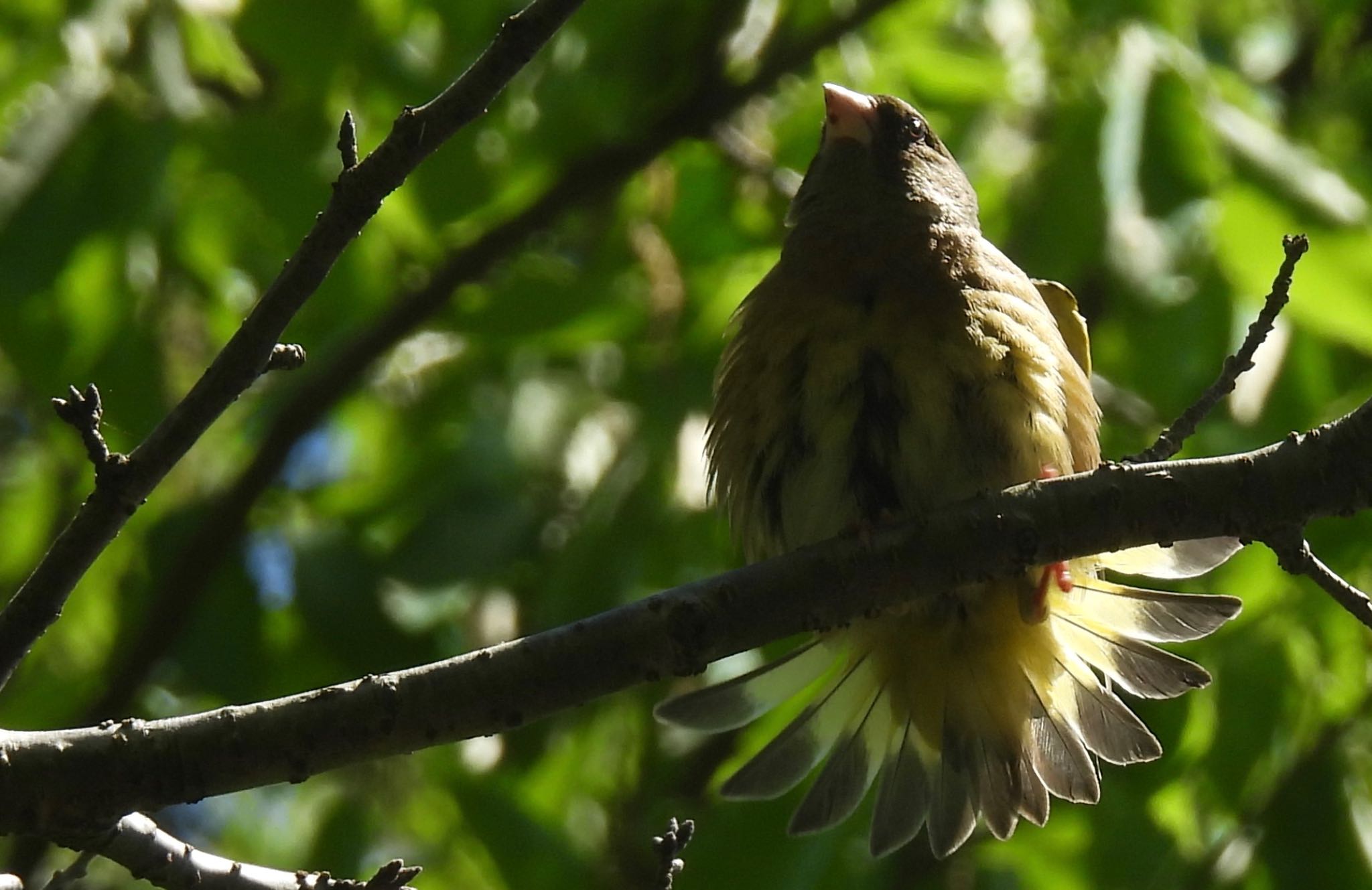 Grey-capped Greenfinch