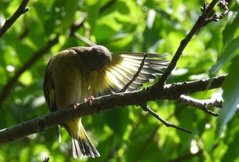 Grey-capped Greenfinch 小幡緑地 Thu, 4/25/2024