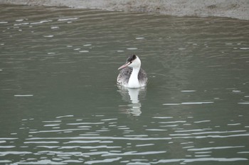 Great Crested Grebe 曽根干潟(曾根干潟) Tue, 1/1/2019