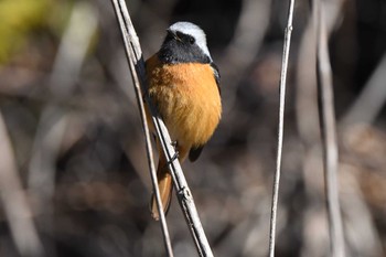 Daurian Redstart Hayatogawa Forest Road Sun, 3/3/2024