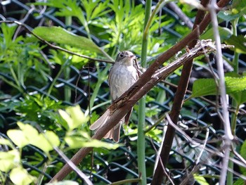 Asian Brown Flycatcher Hayatogawa Forest Road Fri, 4/26/2024