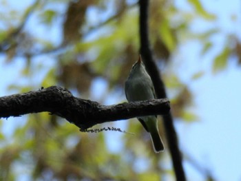 Eastern Crowned Warbler 秩父 Thu, 4/25/2024