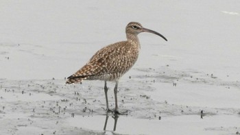 チュウシャクシギ 東京港野鳥公園 2024年4月27日(土)