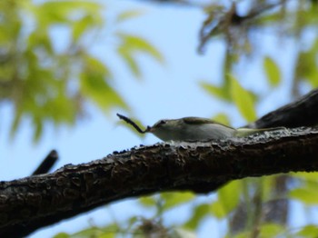 Eastern Crowned Warbler 秩父 Thu, 4/25/2024